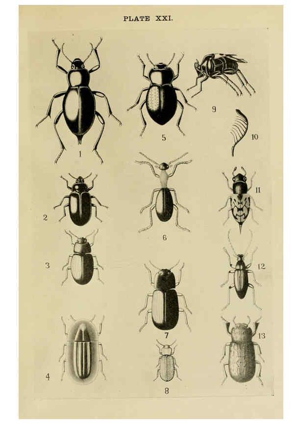 Reproducción/Reproduction 6279515839: Indian insect life Calcutta ;Thacker, Spink & Co., W. Thacker & Co., 2 Creed Lane, London,1909