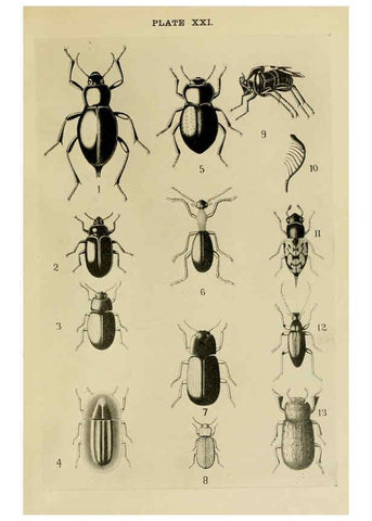 Reproducción/Reproduction 6279515839: Indian insect life Calcutta ;Thacker, Spink & Co., W. Thacker & Co., 2 Creed Lane, London,1909