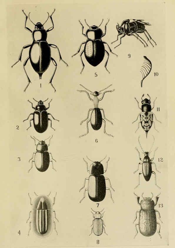 Reproducción/Reproduction 6279515839: Indian insect life Calcutta ;Thacker, Spink & Co., W. Thacker & Co., 2 Creed Lane, London,1909