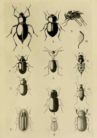 Reproducción/Reproduction 6279515839: Indian insect life Calcutta ;Thacker, Spink & Co., W. Thacker & Co., 2 Creed Lane, London,1909