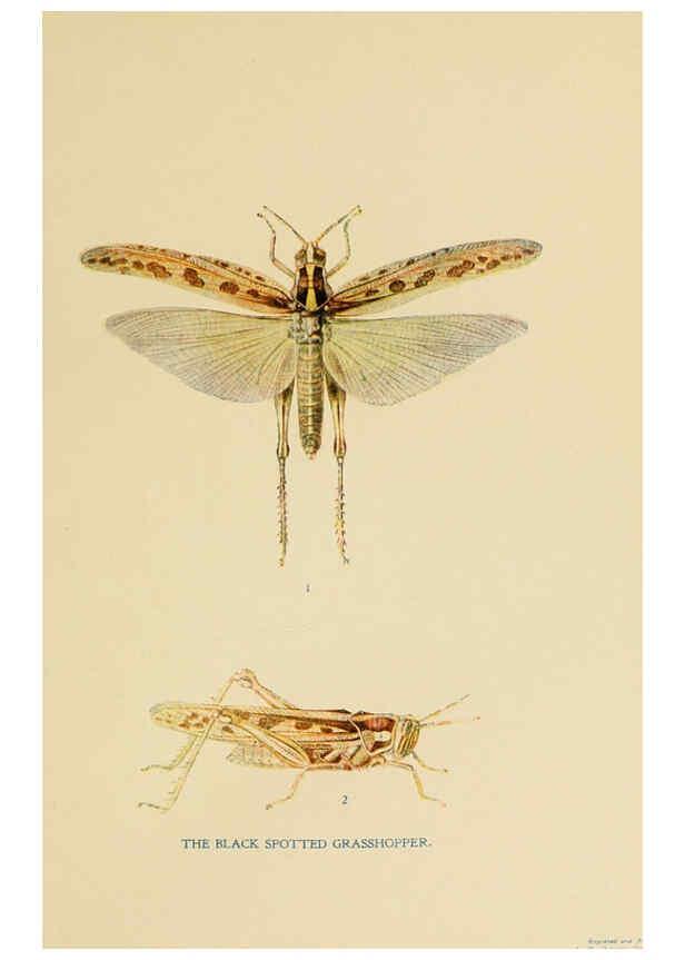 Reproducción/Reproduction 6279512625: Indian insect life Calcutta ;Thacker, Spink & Co., W. Thacker & Co., 2 Creed Lane, London,1909