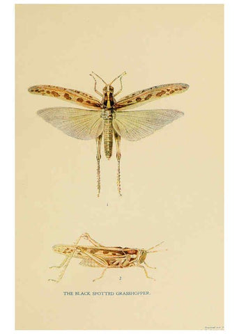 Reproducción/Reproduction 6279512625: Indian insect life Calcutta ;Thacker, Spink & Co., W. Thacker & Co., 2 Creed Lane, London,1909