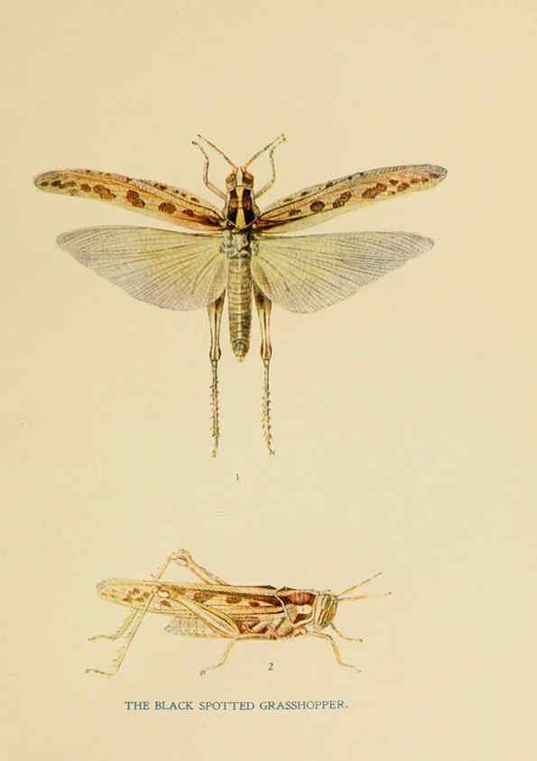 Reproducción/Reproduction 6279512625: Indian insect life Calcutta ;Thacker, Spink & Co., W. Thacker & Co., 2 Creed Lane, London,1909