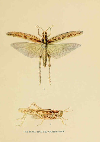 Reproducción/Reproduction 6279512625: Indian insect life Calcutta ;Thacker, Spink & Co., W. Thacker & Co., 2 Creed Lane, London,1909