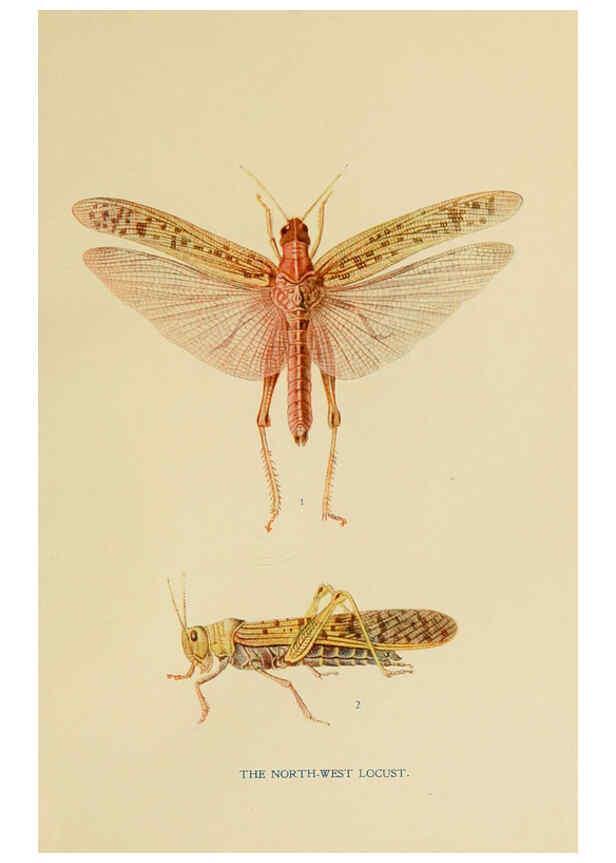 Reproducción/Reproduction 6279512479: Indian insect life Calcutta ;Thacker, Spink & Co., W. Thacker & Co., 2 Creed Lane, London,1909