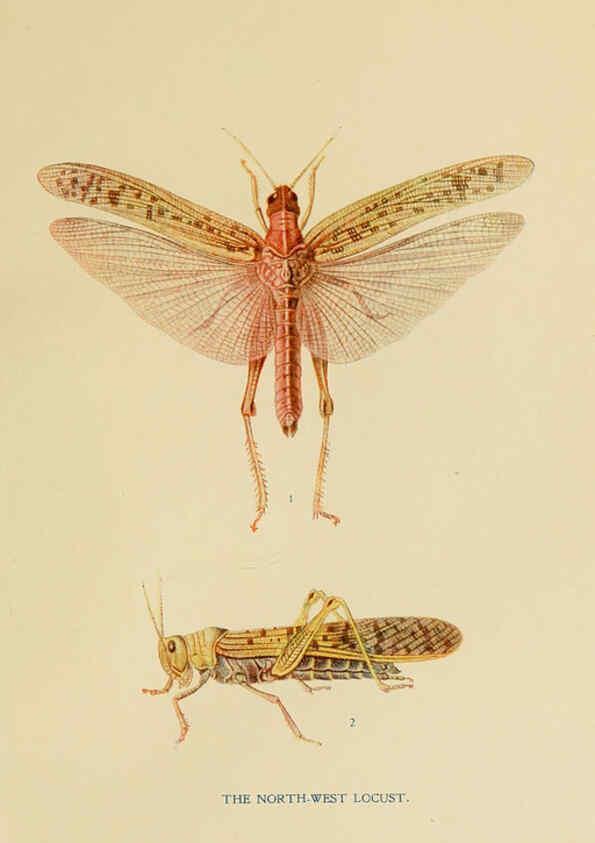 Reproducción/Reproduction 6279512479: Indian insect life Calcutta ;Thacker, Spink & Co., W. Thacker & Co., 2 Creed Lane, London,1909