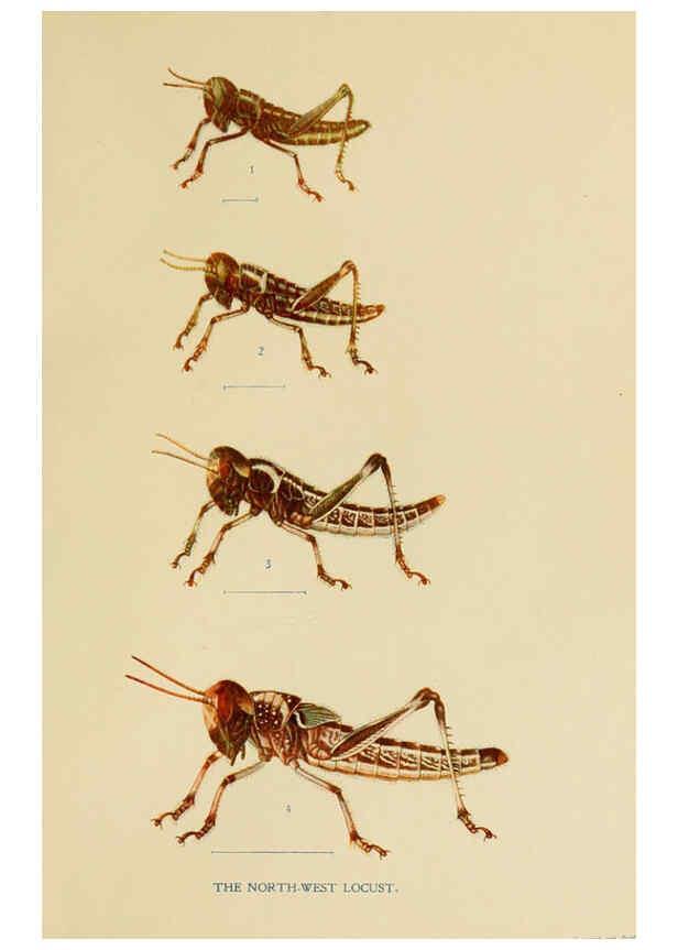 Reproducción/Reproduction 6279512259: Indian insect life Calcutta ;Thacker, Spink & Co., W. Thacker & Co., 2 Creed Lane, London,1909