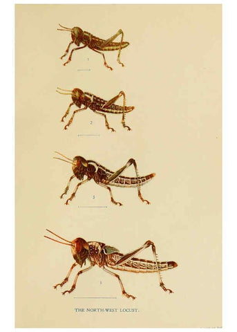 Reproducción/Reproduction 6279512259: Indian insect life Calcutta ;Thacker, Spink & Co., W. Thacker & Co., 2 Creed Lane, London,1909