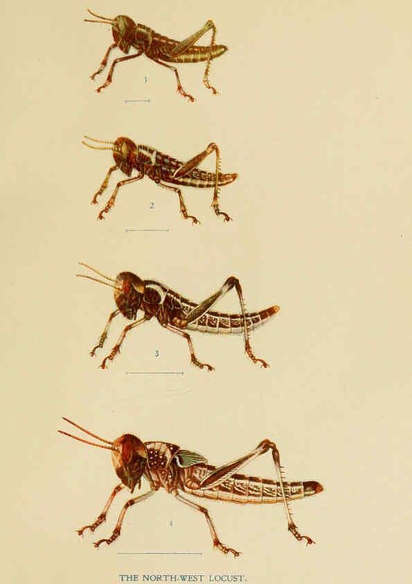 Reproducción/Reproduction 6279512259: Indian insect life Calcutta ;Thacker, Spink & Co., W. Thacker & Co., 2 Creed Lane, London,1909