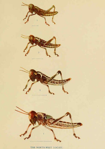 Reproducción/Reproduction 6279512259: Indian insect life Calcutta ;Thacker, Spink & Co., W. Thacker & Co., 2 Creed Lane, London,1909
