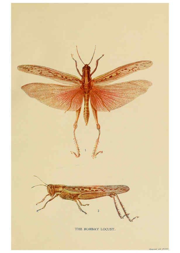 Reproducción/Reproduction 6280032446: Indian insect life Calcutta ;Thacker, Spink & Co., W. Thacker & Co., 2 Creed Lane, London,1909
