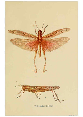 Reproducción/Reproduction 6280032446: Indian insect life Calcutta ;Thacker, Spink & Co., W. Thacker & Co., 2 Creed Lane, London,1909