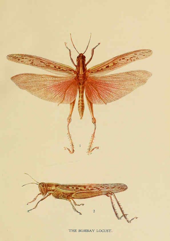 Reproducción/Reproduction 6280032446: Indian insect life Calcutta ;Thacker, Spink & Co., W. Thacker & Co., 2 Creed Lane, London,1909