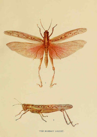 Reproducción/Reproduction 6280032446: Indian insect life Calcutta ;Thacker, Spink & Co., W. Thacker & Co., 2 Creed Lane, London,1909
