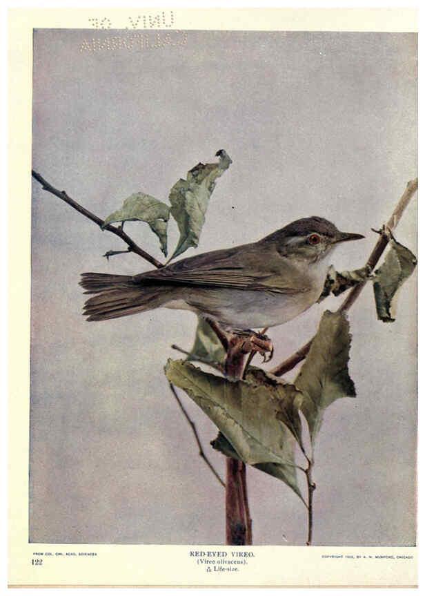Reproducción/Reproduction 6279456711: Birds of Buzzard's Roost Indianapolis, Ind.,Scott-Miller Company,1907