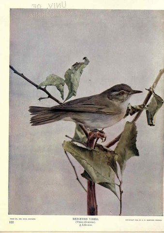 Reproducción/Reproduction 6279456711: Birds of Buzzard's Roost Indianapolis, Ind.,Scott-Miller Company,1907