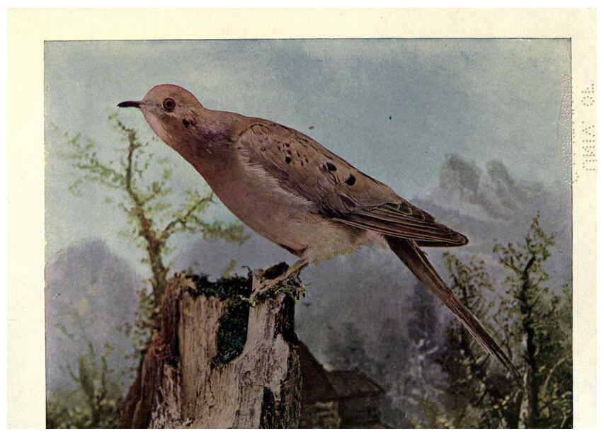 Reproducción/Reproduction 6279456873: Birds of Buzzard's Roost Indianapolis, Ind.,Scott-Miller Company,1907
