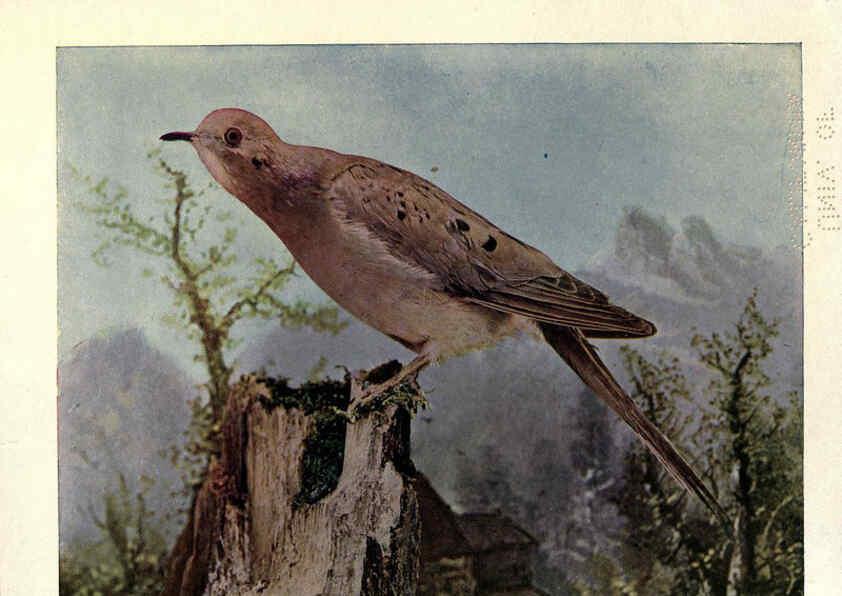 Reproducción/Reproduction 6279456873: Birds of Buzzard's Roost Indianapolis, Ind.,Scott-Miller Company,1907