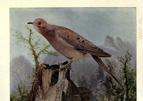 Reproducción/Reproduction 6279456873: Birds of Buzzard's Roost Indianapolis, Ind.,Scott-Miller Company,1907