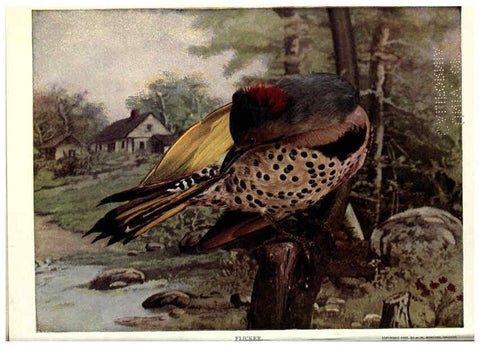 Reproducción/Reproduction 6279457141: Birds of Buzzard's Roost Indianapolis, Ind.,Scott-Miller Company,1907