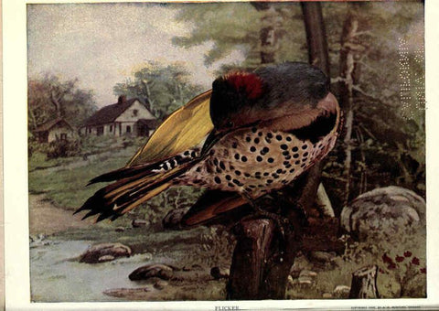 Reproducción/Reproduction 6279457141: Birds of Buzzard's Roost Indianapolis, Ind.,Scott-Miller Company,1907