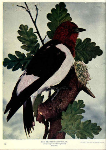 Reproducción/Reproduction 6279457373: Birds of Buzzard's Roost Indianapolis, Ind.,Scott-Miller Company,1907