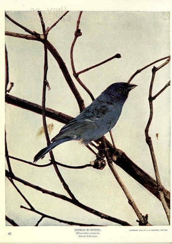 Reproducción/Reproduction 6279456305: Birds of Buzzard's Roost Indianapolis, Ind.,Scott-Miller Company,1907
