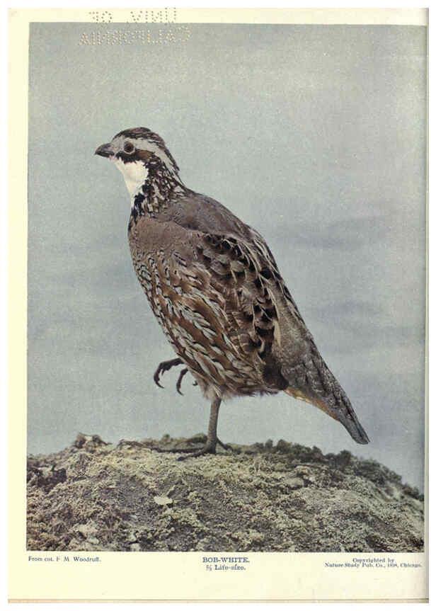Reproducción/Reproduction 6279458247: Birds of Buzzard's Roost Indianapolis, Ind.,Scott-Miller Company,1907