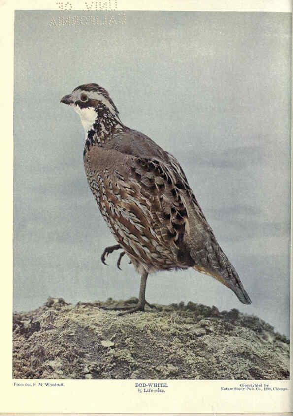 Reproducción/Reproduction 6279458247: Birds of Buzzard's Roost Indianapolis, Ind.,Scott-Miller Company,1907