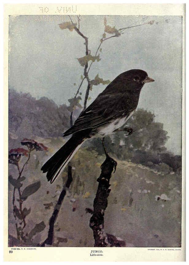 Reproducción/Reproduction 6279458425: Birds of Buzzard's Roost Indianapolis, Ind.,Scott-Miller Company,1907