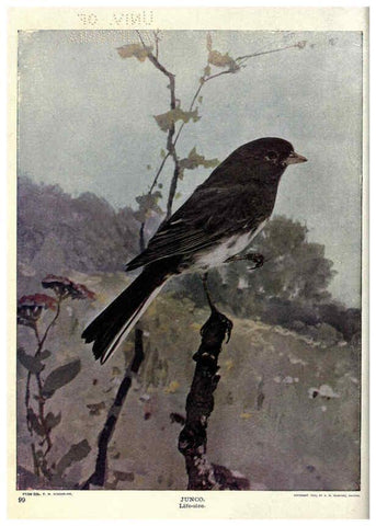 Reproducción/Reproduction 6279458425: Birds of Buzzard's Roost Indianapolis, Ind.,Scott-Miller Company,1907