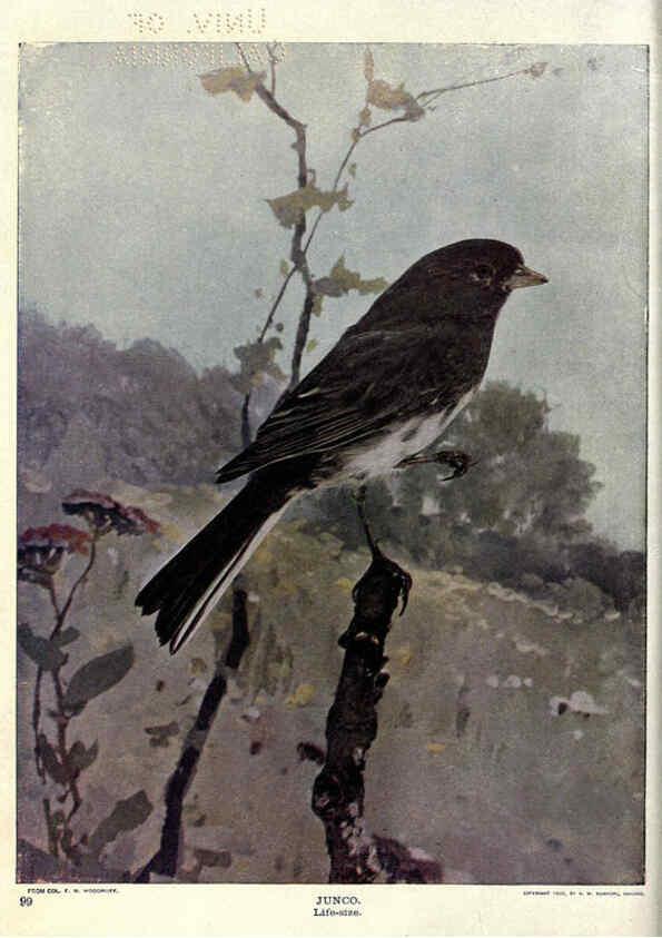 Reproducción/Reproduction 6279458425: Birds of Buzzard's Roost Indianapolis, Ind.,Scott-Miller Company,1907