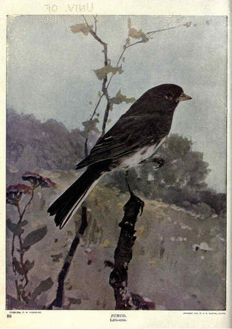 Reproducción/Reproduction 6279458425: Birds of Buzzard's Roost Indianapolis, Ind.,Scott-Miller Company,1907