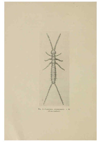 Reproducción/Reproduction 6279511409: Indian insect life Calcutta ;Thacker, Spink & Co., W. Thacker & Co., 2 Creed Lane, London,1909