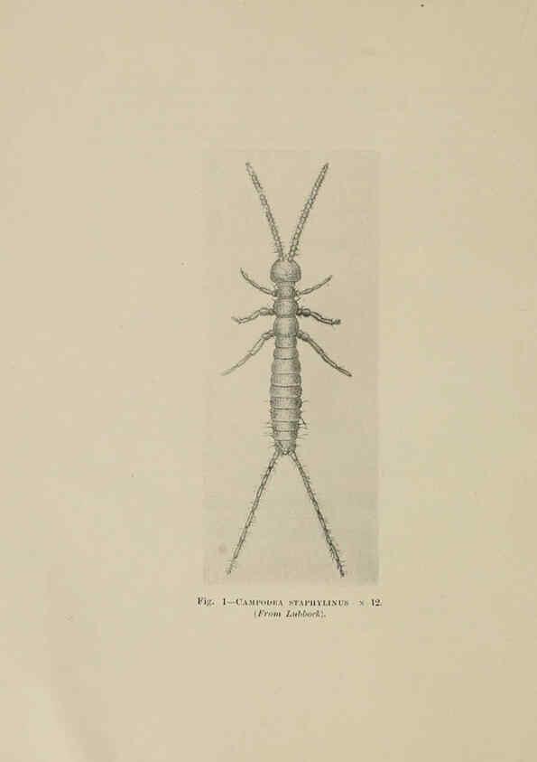 Reproducción/Reproduction 6279511409: Indian insect life Calcutta ;Thacker, Spink & Co., W. Thacker & Co., 2 Creed Lane, London,1909