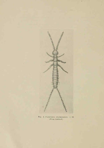 Reproducción/Reproduction 6279511409: Indian insect life Calcutta ;Thacker, Spink & Co., W. Thacker & Co., 2 Creed Lane, London,1909