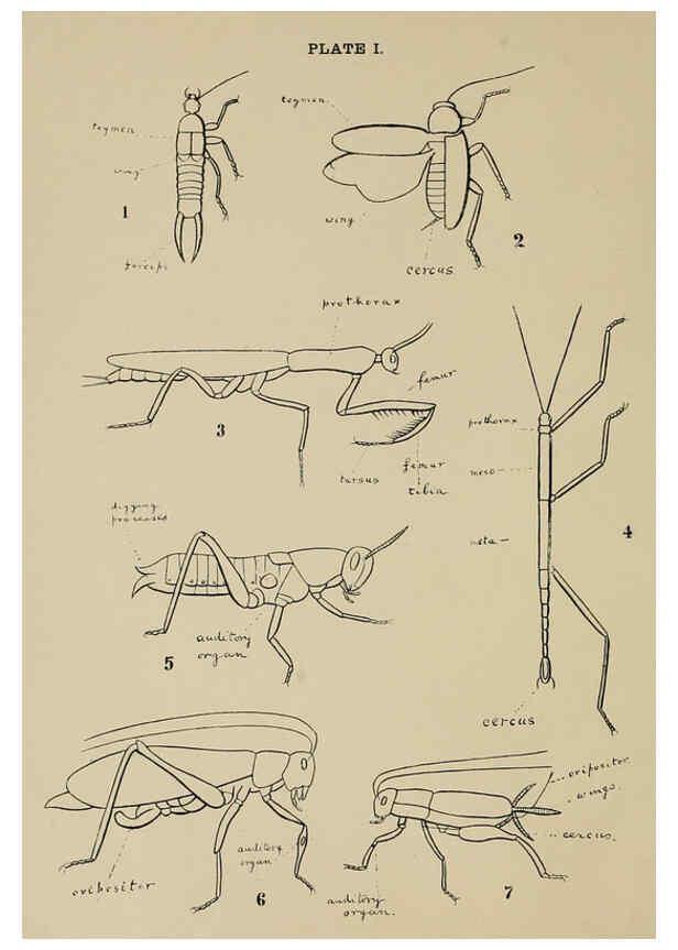 Reproducción/Reproduction 6280032026: Indian insect life Calcutta ;Thacker, Spink & Co., W. Thacker & Co., 2 Creed Lane, London,1909