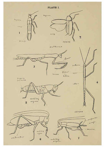 Reproducción/Reproduction 6280032026: Indian insect life Calcutta ;Thacker, Spink & Co., W. Thacker & Co., 2 Creed Lane, London,1909