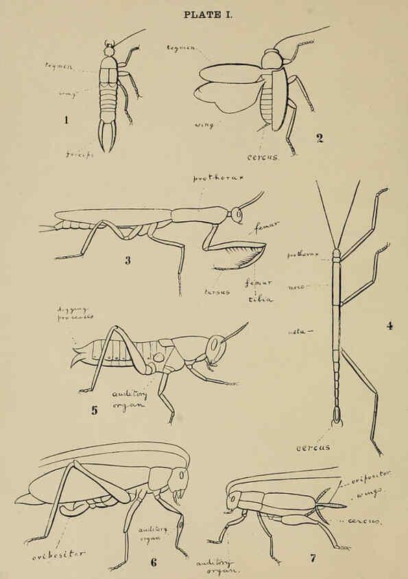 Reproducción/Reproduction 6280032026: Indian insect life Calcutta ;Thacker, Spink & Co., W. Thacker & Co., 2 Creed Lane, London,1909