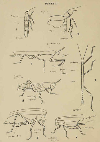 Reproducción/Reproduction 6280032026: Indian insect life Calcutta ;Thacker, Spink & Co., W. Thacker & Co., 2 Creed Lane, London,1909