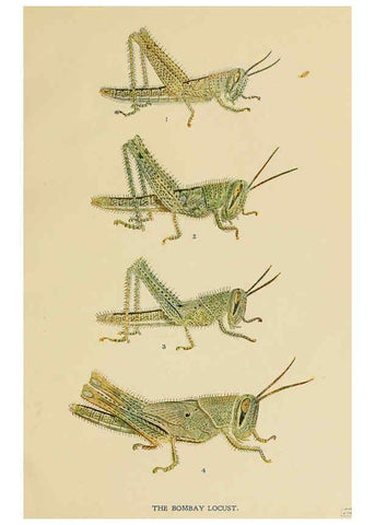Reproducción/Reproduction 6279511799: Indian insect life Calcutta ;Thacker, Spink & Co., W. Thacker & Co., 2 Creed Lane, London,1909