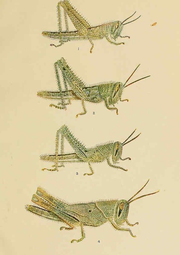 Reproducción/Reproduction 6279511799: Indian insect life Calcutta ;Thacker, Spink & Co., W. Thacker & Co., 2 Creed Lane, London,1909