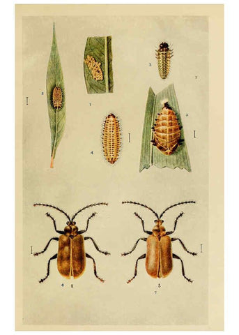 Reproducción/Reproduction 6279516089: Indian insect life Calcutta ;Thacker, Spink & Co., W. Thacker & Co., 2 Creed Lane, London,1909