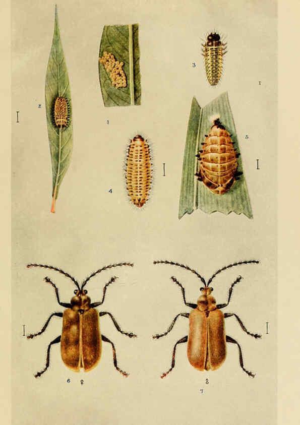 Reproducción/Reproduction 6279516089: Indian insect life Calcutta ;Thacker, Spink & Co., W. Thacker & Co., 2 Creed Lane, London,1909