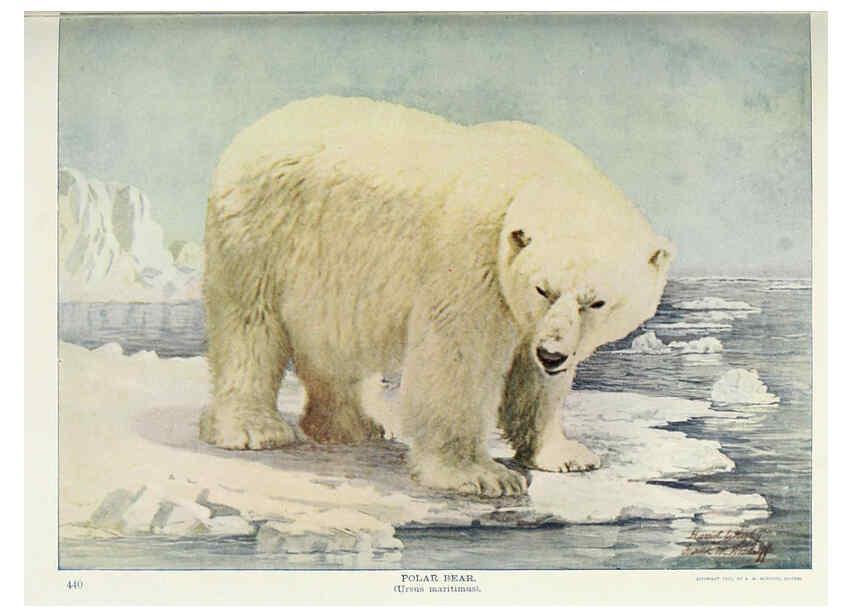 Reproducción/Reproduction 6276429739: Nature neighbors. v.5. Chicago,American Audobon association[c1914] 