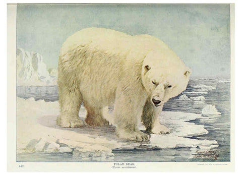 Reproducción/Reproduction 6276429739: Nature neighbors. v.5. Chicago,American Audobon association[c1914] 