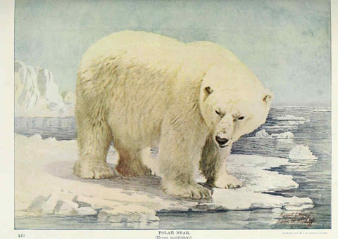 Reproducción/Reproduction 6276429739: Nature neighbors. v.5. Chicago,American Audobon association[c1914] 