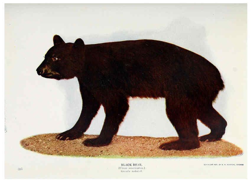 Reproducción/Reproduction 6276951788: Nature neighbors. v.5. Chicago,American Audobon association[c1914] 
