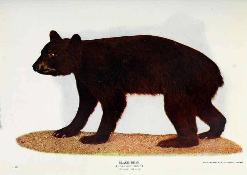 Reproducción/Reproduction 6276951788: Nature neighbors. v.5. Chicago,American Audobon association[c1914] 