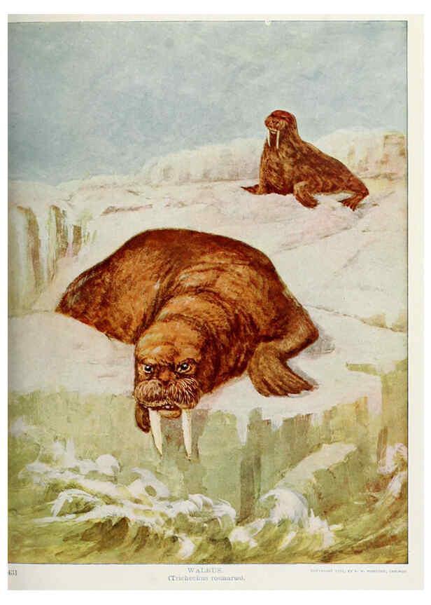 Reproducción/Reproduction 6276431243: Nature neighbors. v.5. Chicago,American Audobon association[c1914] 